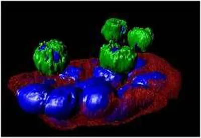 Teste de sangue detecta e analisa células tumorais circulantes de pacientes com câncer