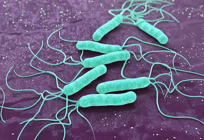 Testes moleculares de fezes preveem rapidamente a resistência aos antibióticos de <i>H. pylori</i>